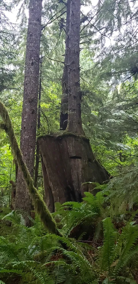 An old-growth nurse stump that has full grown trees on it.