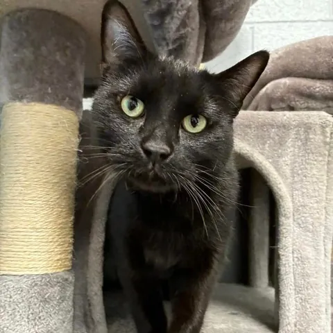 Adopted my first cat