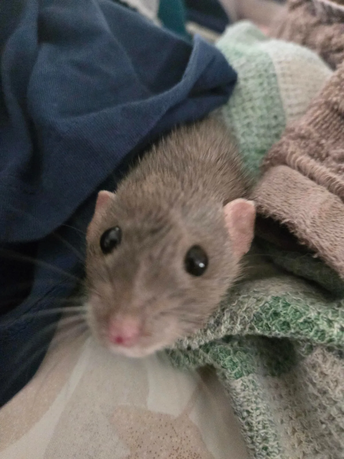Jimily in the pile of clean laundry!