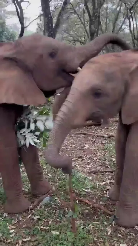 🔥 Trunk to mouth kissing is a common sign of affection in elephants. It's special to see these two do it in a more 'human' way