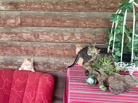 Meet the foster kittens