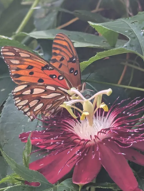 Gulf frittilary butterflies are swarming my passion fruit vines. Counted 20 or so today.