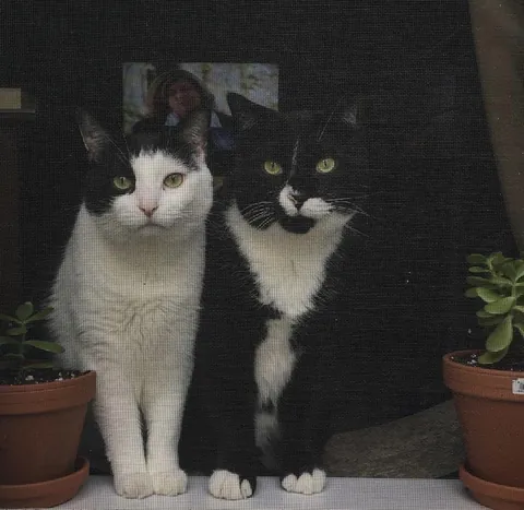 My babies. I love them more than life itself 😻❤️