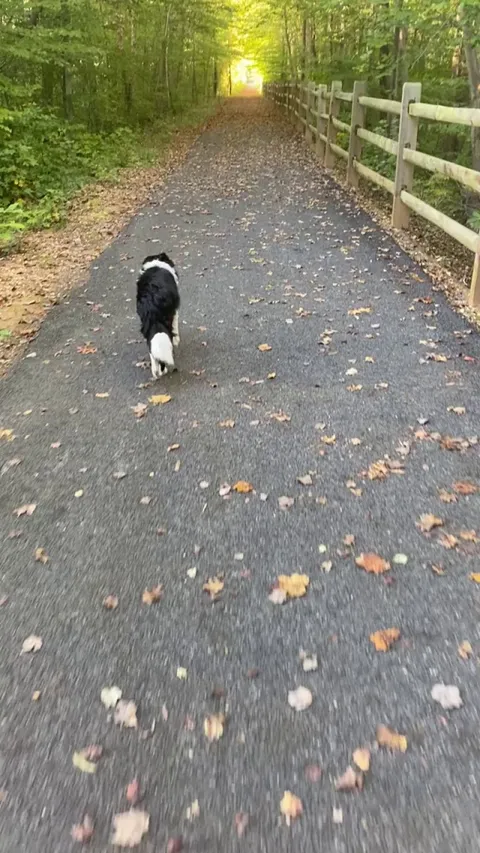 Good doggie always checks back on me to confirm I’m not too far behind.