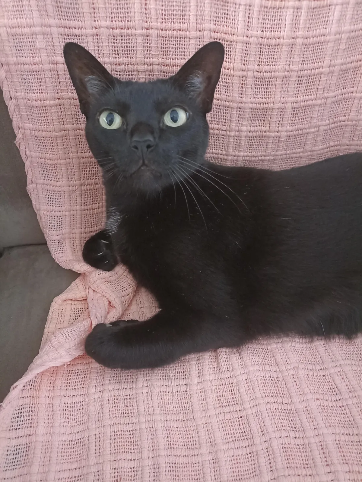 My kitten Jasmine, I rescued from the street when she was a baby, today she is 11 years old, she lives like a princess.