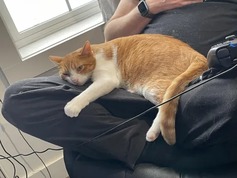 My husband inadvertently trained our cat to ignore me