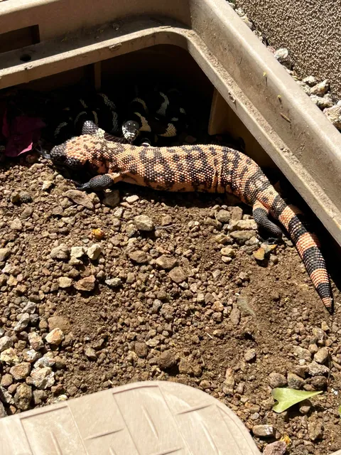 Gila monster and King snake sharing den