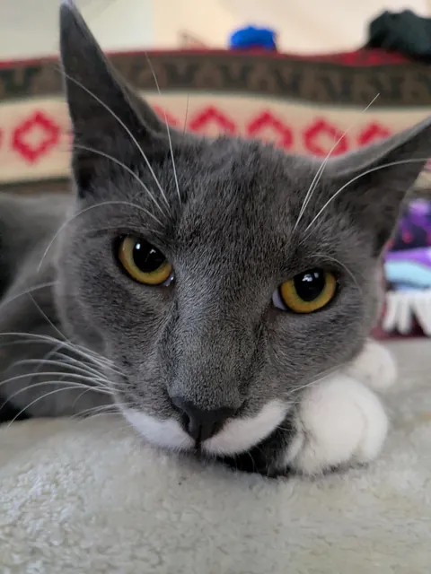 My new friend Porsche the Cat