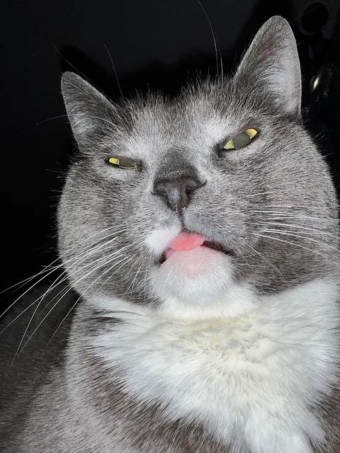 Show me your grey kitties  🩶