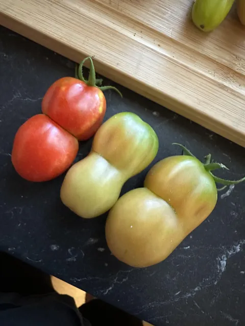 What would cause my tomatoes to do this?