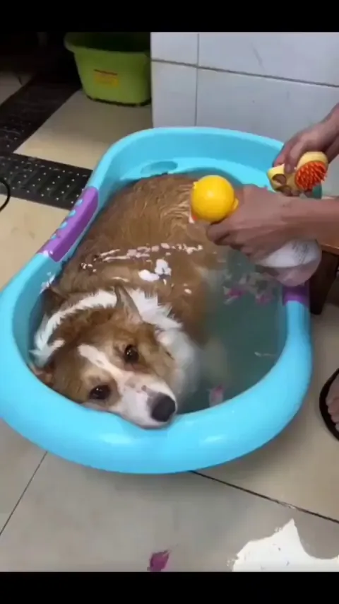 Doggy Spa Day