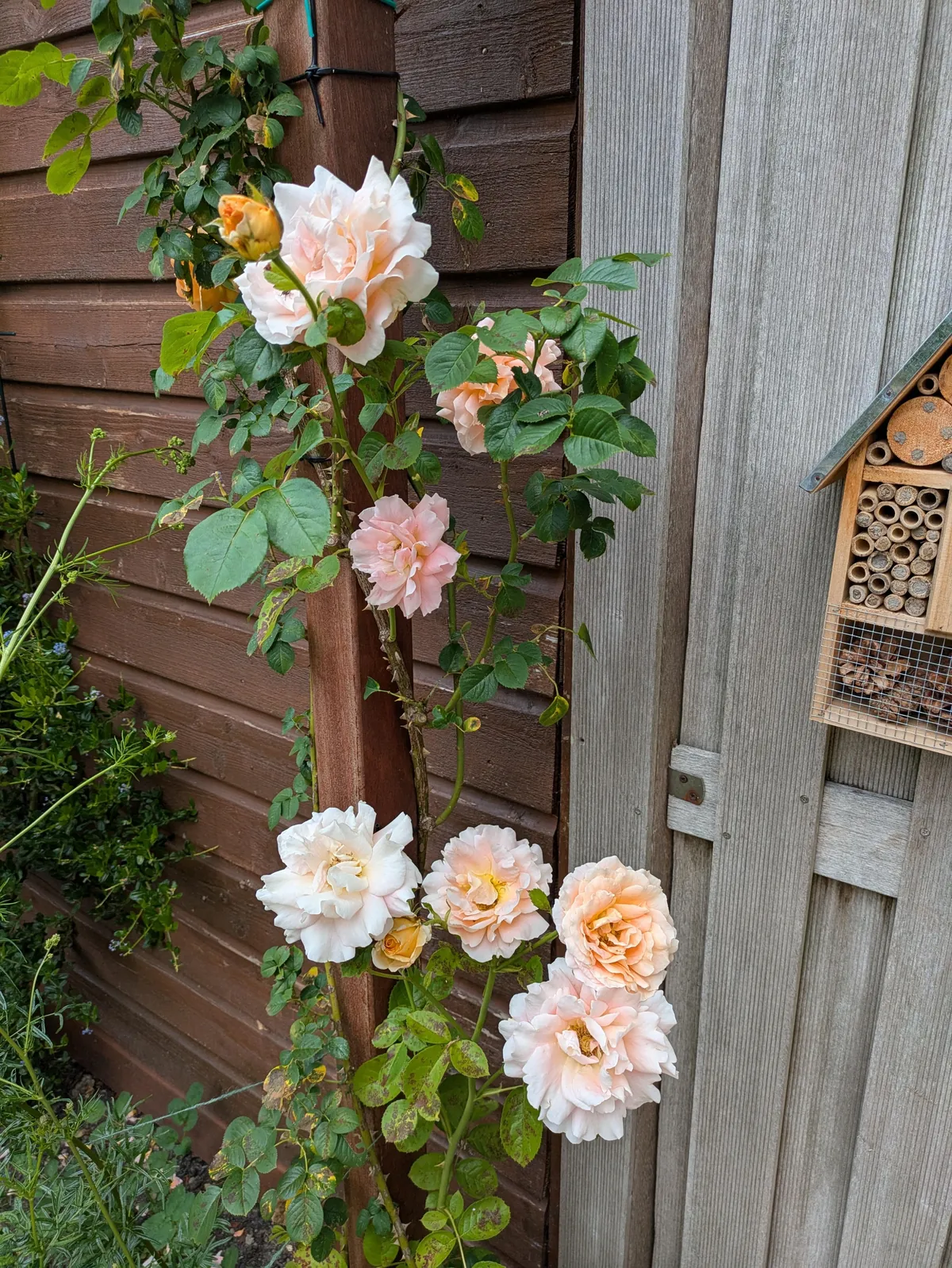 The first season of my flower garden