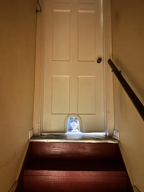 Just finished cleaning the litter box, only to find out I was being supervised