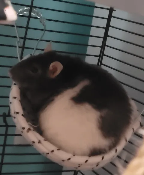 I betrayed her tiny trust (by that I mean I cleaned her cage)