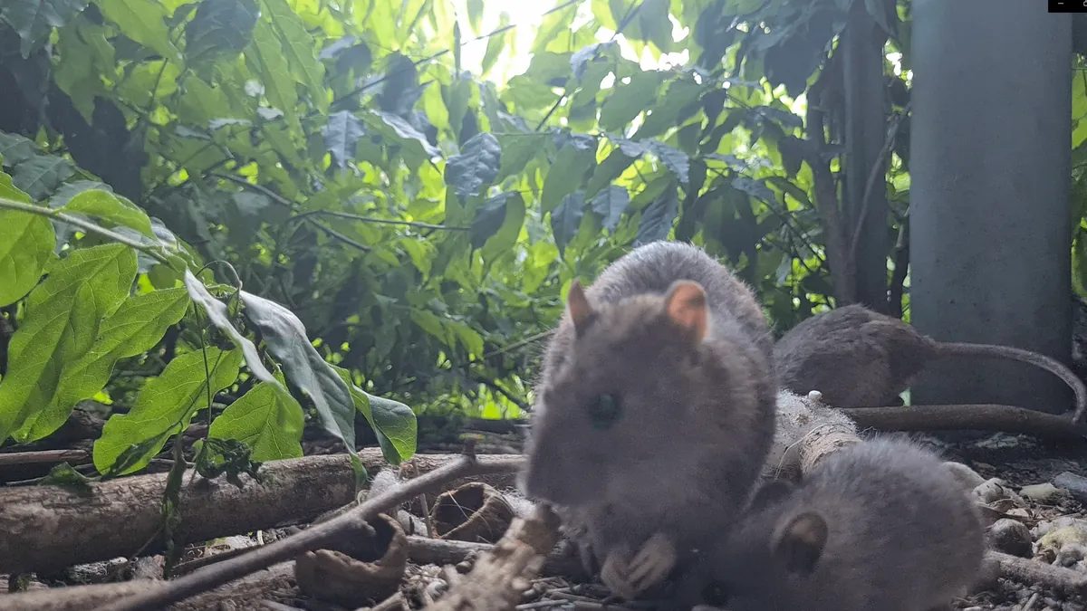 I photographed my wild garden rats