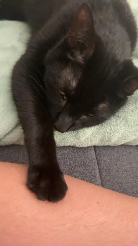 Update on the declawed kitty found wandering a school