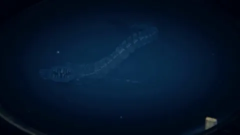 I Made This Minecraft Monster what do you guys think?