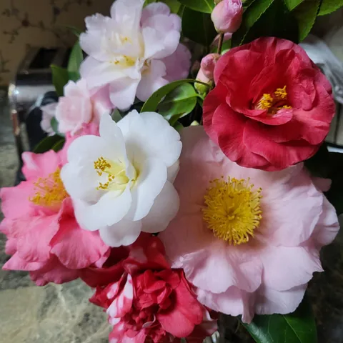 Winter camellia bouquet