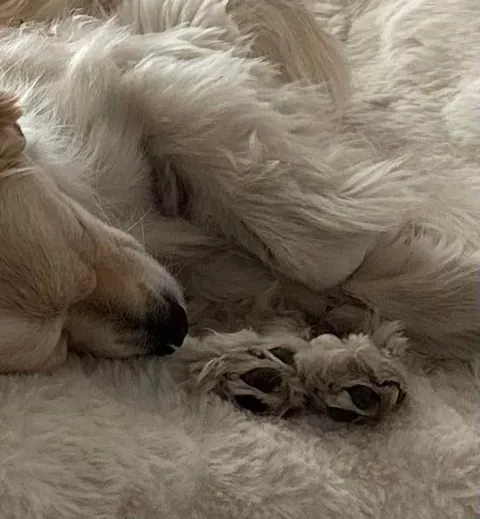 Wish I could ever sleep as well as the boys do when they’ve just done property damage they don’t have to pay for 🥰