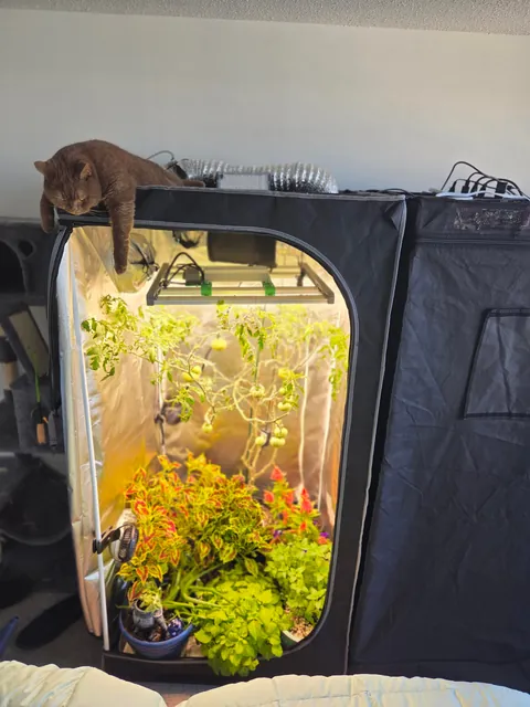 This is his face after working the Graveyard shift guarding my plants.