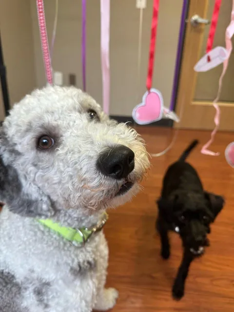 My wife is an ER nurse. If kids need an IV, she shows photos of our pup to calm them down. The 1st is their favorite