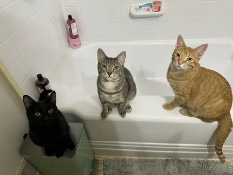 Do you have collars on your cats? Mine are all indoors so they’re nekkid with no collars. Here’s Bonnie (void), Reilly (gray) and Jonesy (orange).