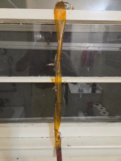 There was...Or is.. a bird in my house