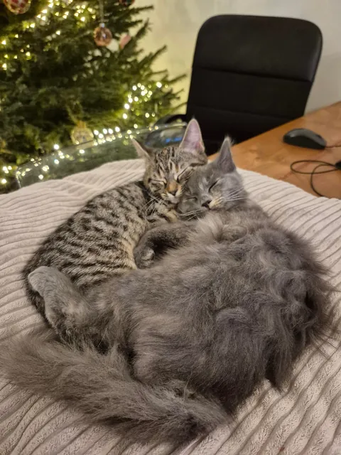 They've always been purrfect napping buddies