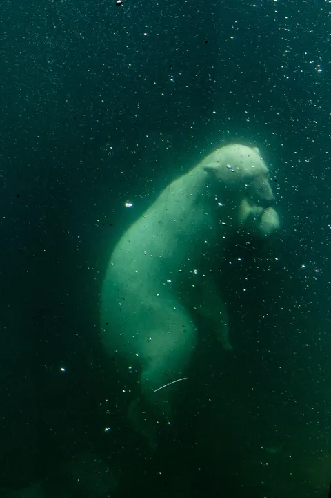 ITAP of a polar bear rating a fish under water
