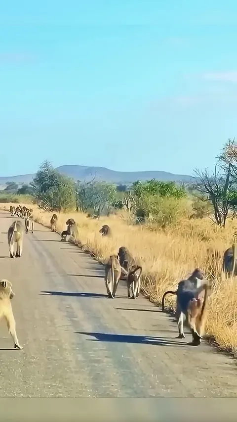 Heroic Alpha Baboon Saves His Group From a Leopard