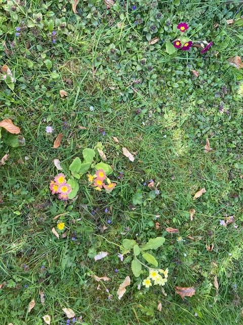 Mendel sends his regards