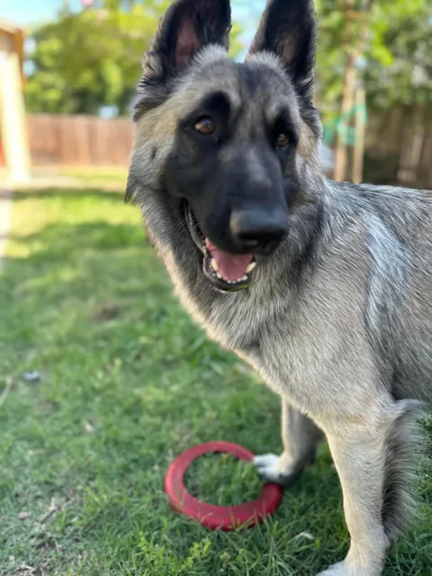 As requested heres a slew of photos of my found stray Kai Guy 😜(not sure breed mix?)