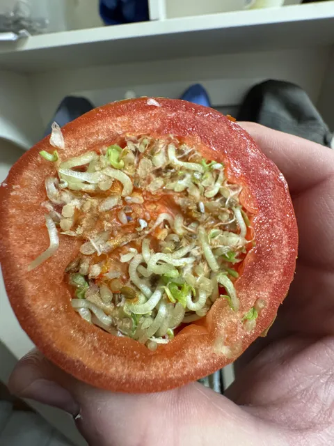 This tomato did not rot or mold, it just spouted on the inside!
