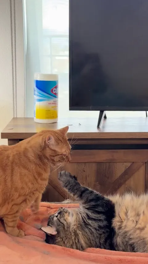 Cheddar wanted to groom his brother, and it was not up for debate.