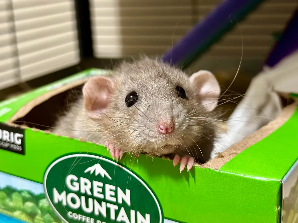 In Loving Memory of President Link 💔