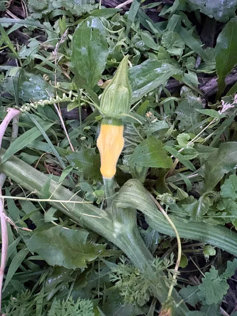 Please tell me this isn’t what I think it is