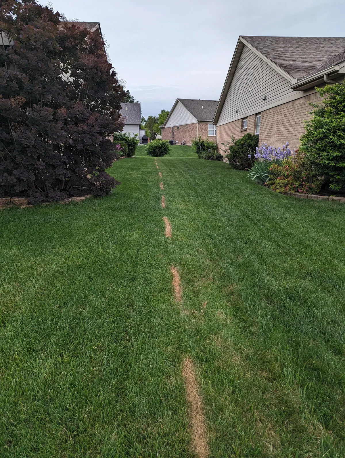 Neighbor not happy that we mowed one row into his lawn, so he decided to spray grass killer to make a point 