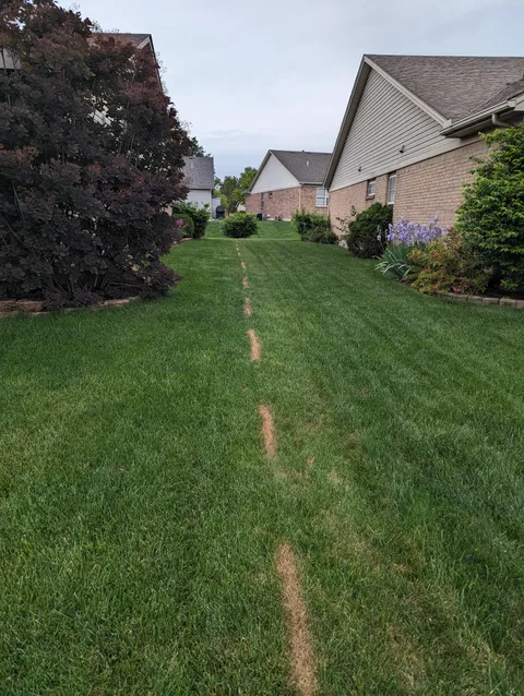 Neighbor not happy that we mowed one row into his lawn, so he decided to spray grass killer to make a point 