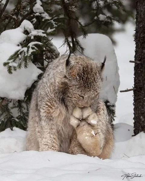 The huge winter mittens of the Lynx