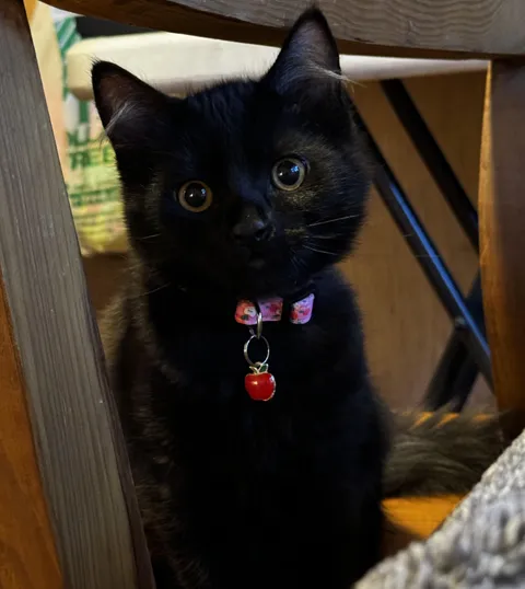 baby void showing off her new collar 🍎 !!