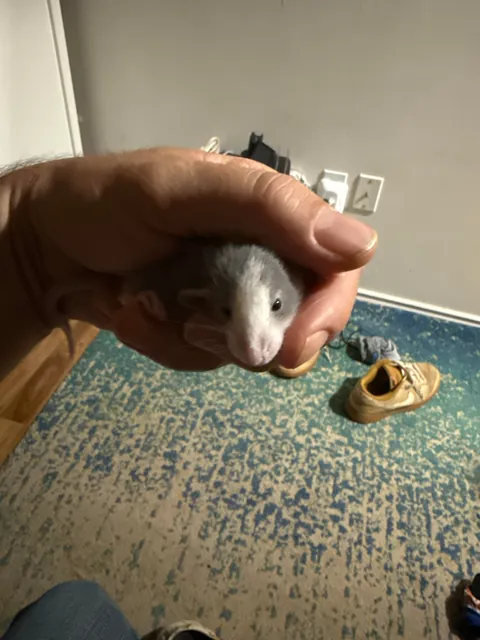 Welp now have 21 🤯