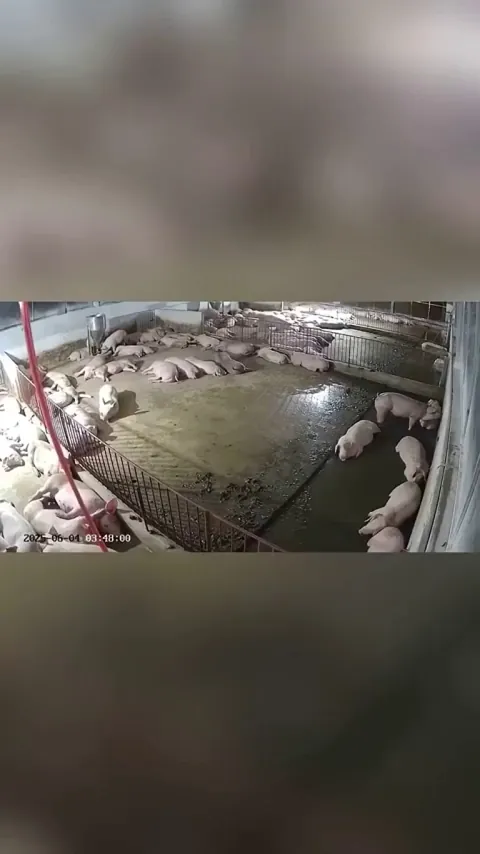 How different beings react to thunder !