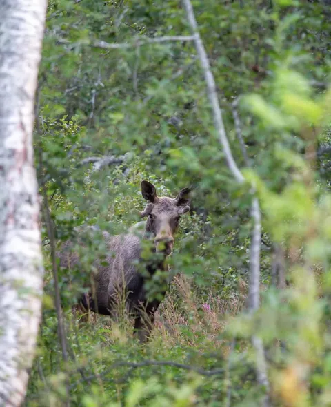 🔥 Even though moose are huge animals, they are really good at hiding, and in most cases a moose has seen you way before you have seen it