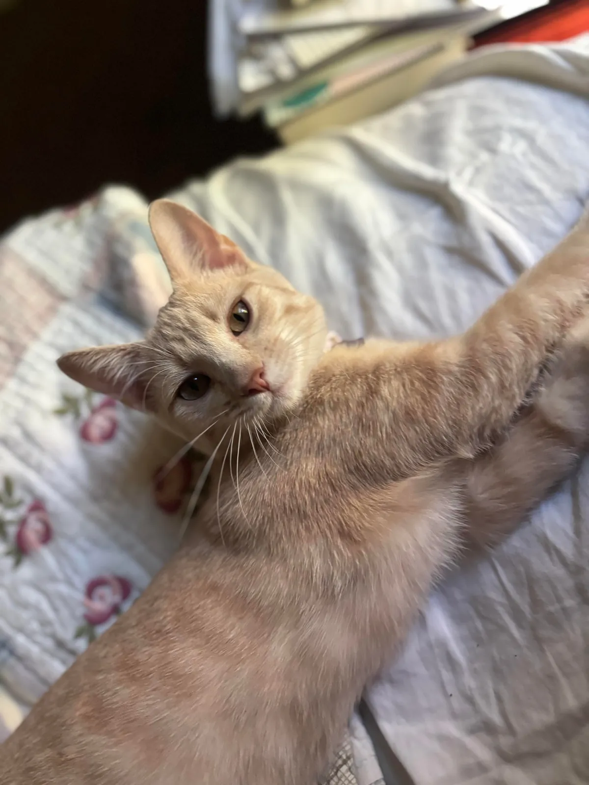 Is my cat a cream color or orange