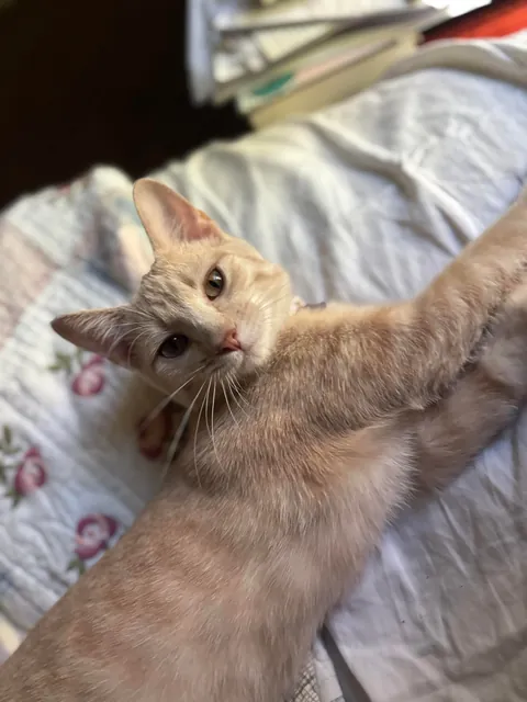 Is my cat a cream color or orange