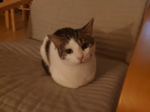 adopted her on saturday and i just think shes neat !