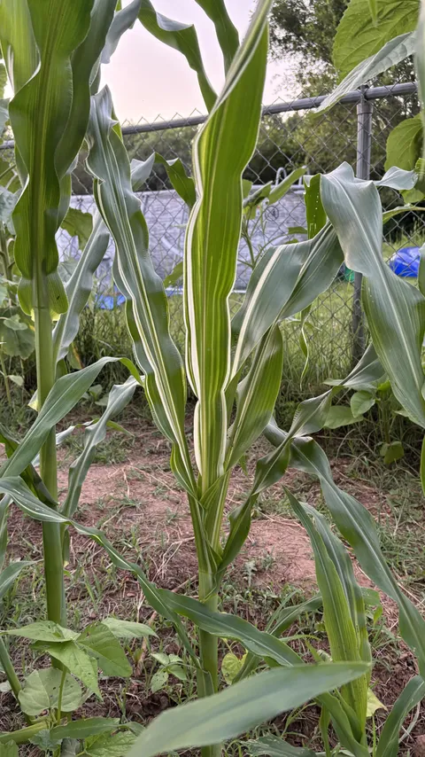 One of my 71 corn plants came out variegated