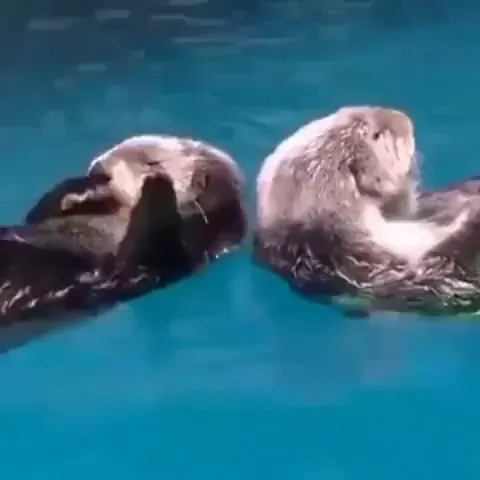 They're holding hands while sleeping so they won't float away from each other.