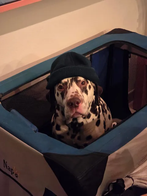 Is it okay to only send these types of pictures if you catsit?