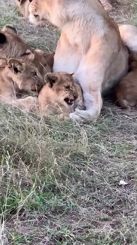 Two lionesses hear a lion approaching and prepare to fight, but the cubs instantly recognize it's their injured mom returning